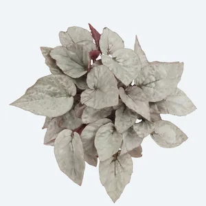 Begonia Magic Colours 'Silver Limbo' - image 1