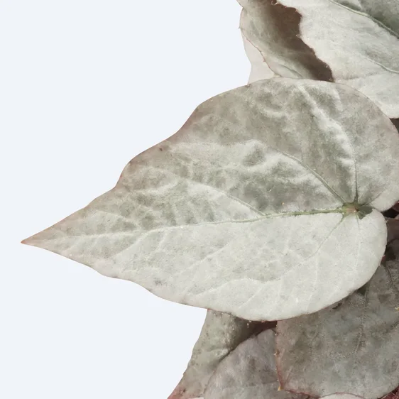 Begonia Magic Colours 'Silver Limbo' - image 2