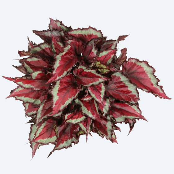 Begonia Magic Colours 'Spitfire' - image 1