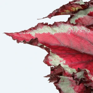 Begonia Magic Colours 'Spitfire' - image 2