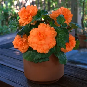 Picture - Ball Horticultural