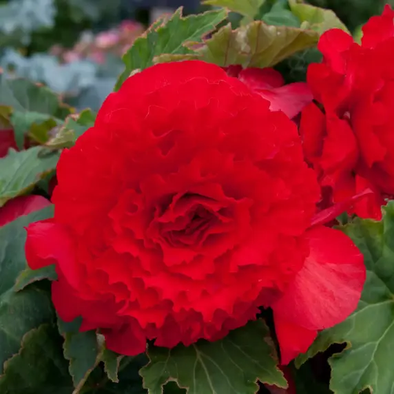 Picture Credit - Ball Horticultural Company