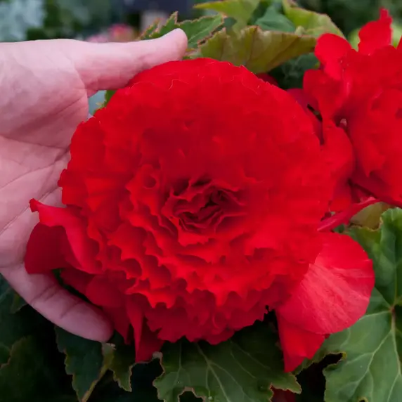 Picture Credit - Ball Horticultural Company