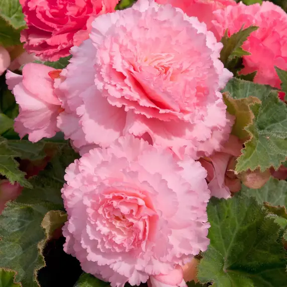 Picture Credit - Ball Horticultural Company