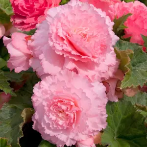 Picture Credit - Ball Horticultural Company