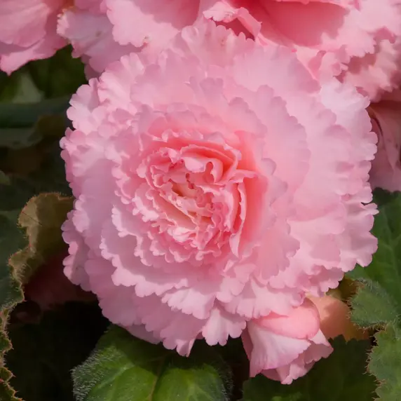 Picture Credit - Ball Horticultural Company