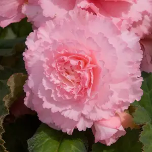 Picture Credit - Ball Horticultural Company