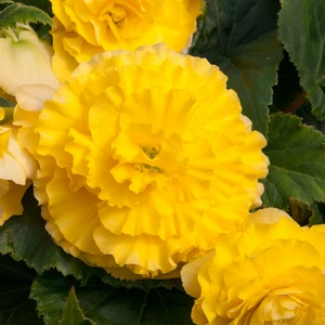 Picture - Ball Horticultural