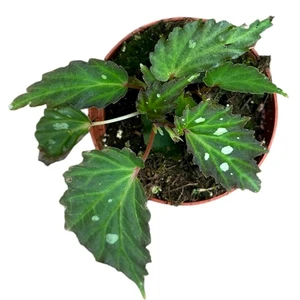 Begonia ‘Mantuk’ - image 2