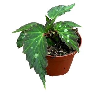Begonia ‘Mantuk’ - image 1