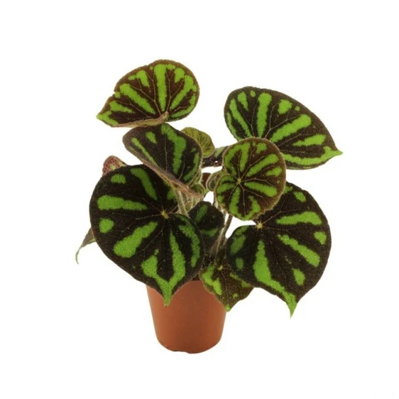Begonia masoniana 'Boulder' 14cm
