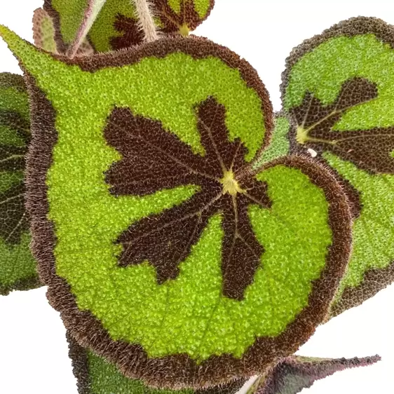 Begonia masoniana 'Mountain' 15cm - image 1