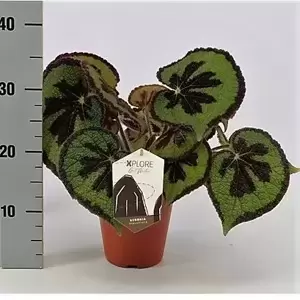 Begonia masoniana 'Mountain' 15cm - image 5