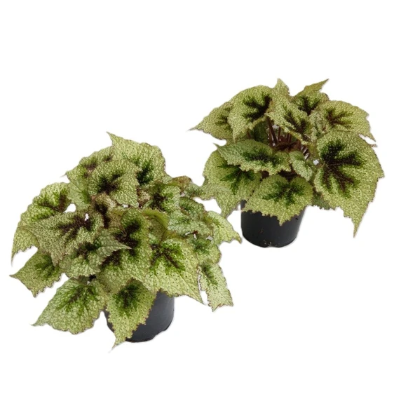 Begonia masoniana 'Tricolor' 14cm