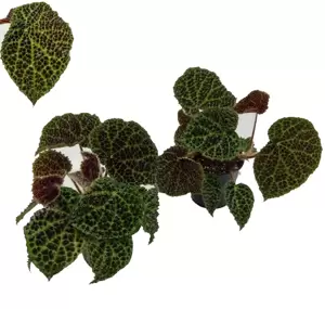 Begonia melanobullata - image 2