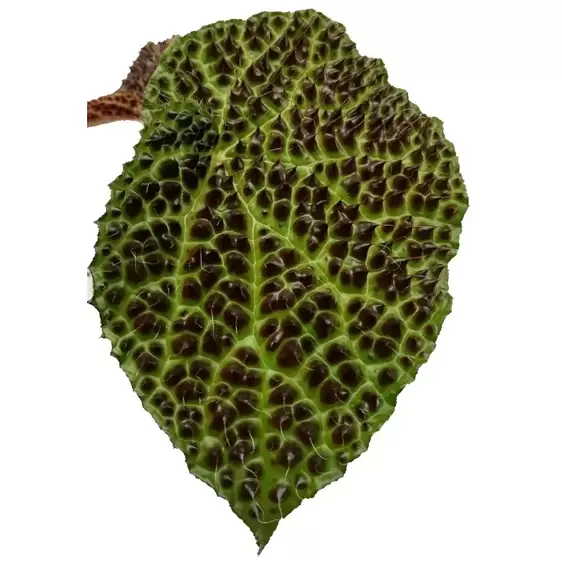 Begonia melanobullata - image 1