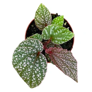 Begonia 'Morris' - image 2