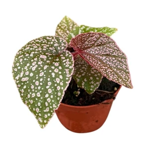 Begonia 'Morris' - image 1