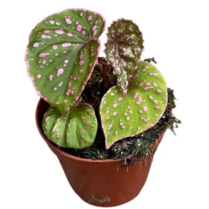 Begonia 'Muara Wahau' - image 1