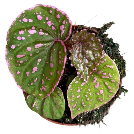 Begonia 'Muara Wahau' - image 2