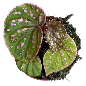 Begonia 'Muara Wahau' - image 2
