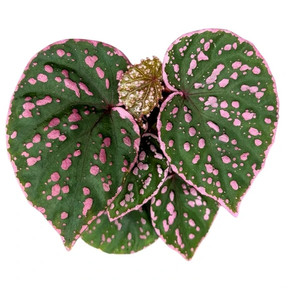 Begonia 'Muara Wahau' - image 3