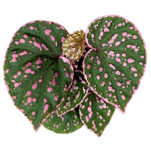 Begonia 'Muara Wahau' - image 3