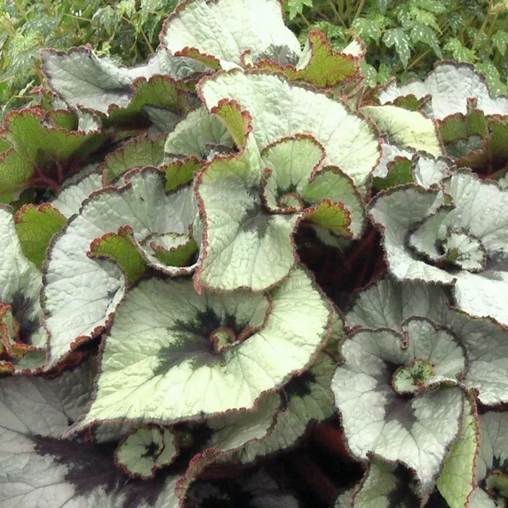 Image Credit: Dibleys Nurseries