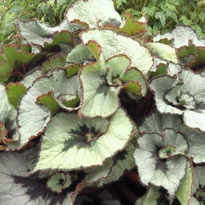 Image Credit: Dibleys Nurseries