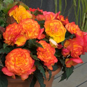 Picture - Ball Horticultural