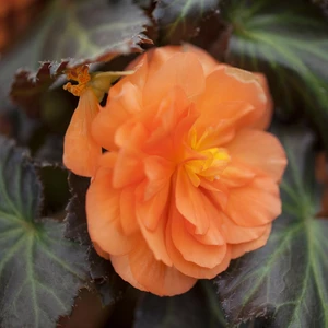 Begonia 'Non-Stop Mix' 6 Pack - image 1
