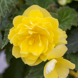 Begonia 'Non-Stop Mix' 6 Pack - image 2