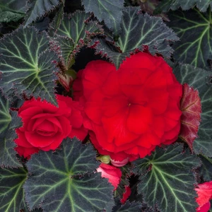 Begonia 'Non-Stop Mix' 6 Pack - image 3