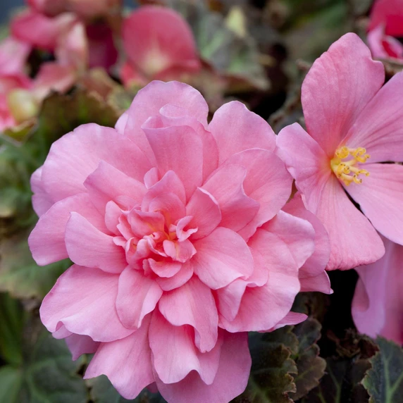Begonia 'Non-Stop Mix' 6 Pack - image 4