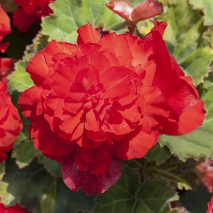 Begonia 'Non-Stop Mix' 6 Pack - image 5