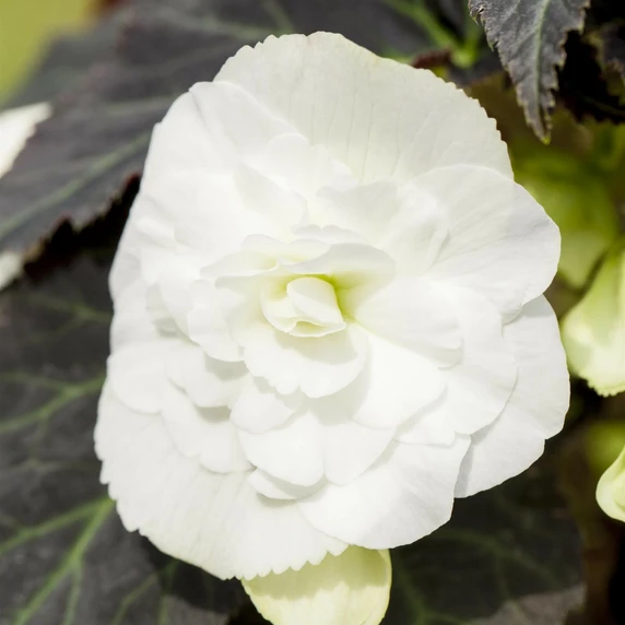Begonia 'Non-Stop Mix' 6 Pack - image 6