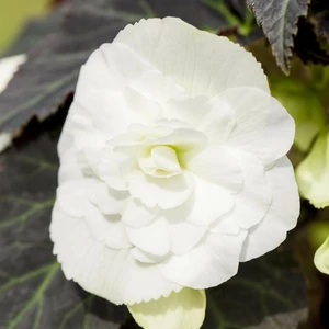 Begonia 'Non-Stop Mix' 6 Pack - image 6