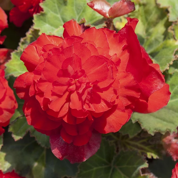 Begonia 'Non-Stop Red' 6 Pack