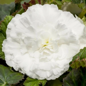 Begonia 'Non-Stop White'