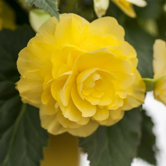 Begonia 'Non-Stop Yellow' 6 Pack