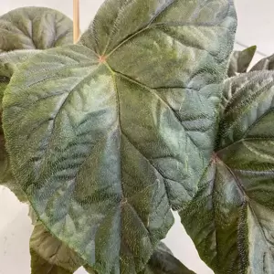 Begonia 'Oldemor' 12cm - image 1