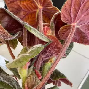 Begonia 'Oldemor' 12cm - image 2