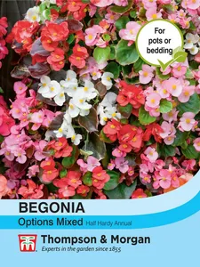 Begonia Options Mixed - image 1