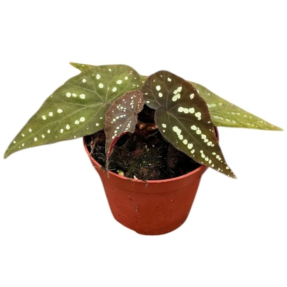 Begonia ‘Pandora’ - image 1