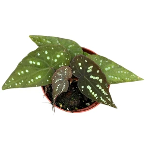 Begonia ‘Pandora’ - image 2