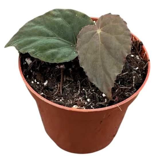 Begonia pavonina - image 1