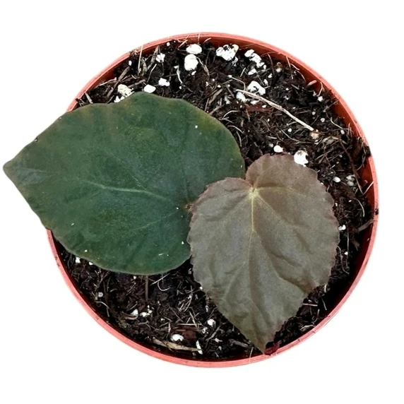 Begonia pavonina - image 2