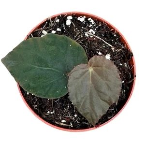 Begonia pavonina - image 2