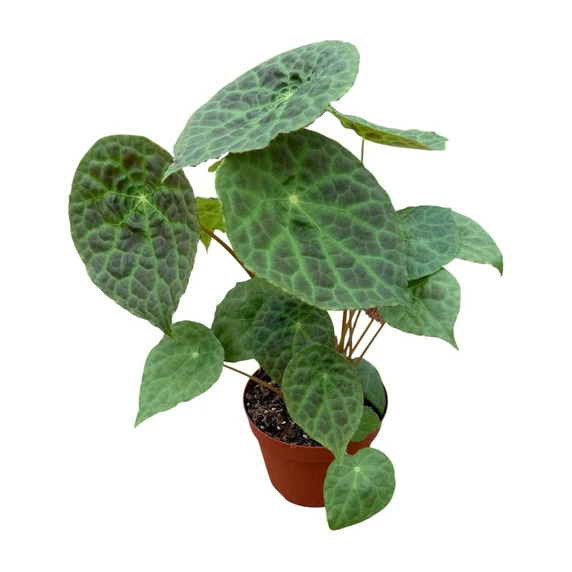 Begonia phuthoensis