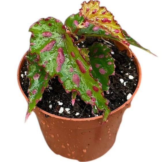 Begonia 'Pink Dottie'